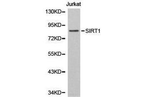 Image no. 1 for anti-Sirtuin 1 (SIRT1) antibody (ABIN1874783)