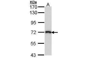 Image no. 1 for anti-Solute Carrier Family 3 (Activators of Dibasic and Neutral Amino Acid Transport), Member 2 (SLC3A2) (Center) antibody (ABIN2855771)