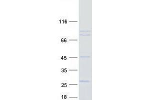 USP44 Protein (Transcript Variant 2) (Myc-DYKDDDDK Tag)