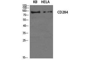 Western Blot analysis of KB, Hela cells using CD284 Polyclonal Antibody at dilution of 1:1000.