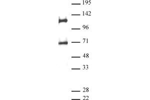 Image no. 1 for anti-M-Phase phosphoprotein 8 (MPHOSPH8) (AA 50-120) antibody (ABIN6972375)