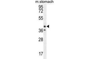 TECTB antibody  (N-Term)