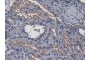Image no. 2 for anti-Apolipoprotein A-IV (APOA4) (AA 21-382) antibody (ABIN1858045)