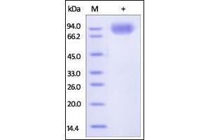 Image no. 1 for Signal-Regulatory Protein alpha (SIRPA) (AA 31-370) (Active) protein (Fc Tag) (ABIN2181765)