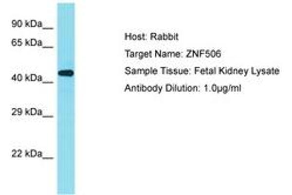 ZNF506 antibody  (AA 322-371)