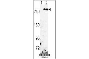 Image no. 2 for anti-Fatty Acid Synthase (FASN) (AA 942-973) antibody (ABIN391654)