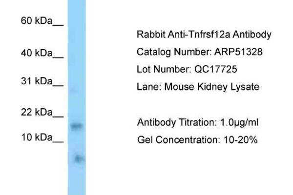 anti-Tumor Necrosis Factor Receptor Superfamily, Member 12A (TNFRSF12A) (N-Term) antibody