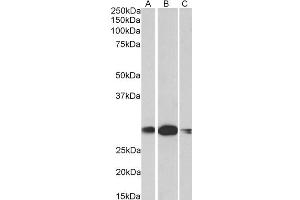 Image no. 3 for anti-Homeobox A5 (HOXA5) (AA 83-92) antibody (ABIN1590003)