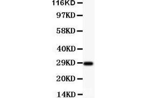 Image no. 1 for anti-Brain-Derived Neurotrophic Factor (BDNF) (AA 129-247) antibody (ABIN3043798)