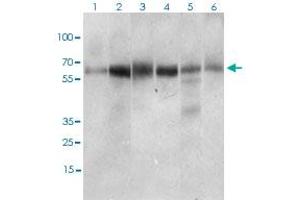 Image no. 1 for anti-Catenin, beta Like 1 (CTNNBL1) antibody (ABIN5576182)