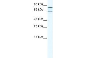Image no. 1 for anti-Poly A Specific Ribonuclease (PARN) (N-Term) antibody (ABIN925856)