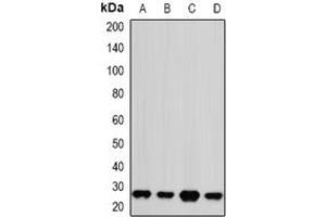 Image no. 1 for anti-Proteasome Subunit alpha 2 (PSMA2) (full length) antibody (ABIN6005018)