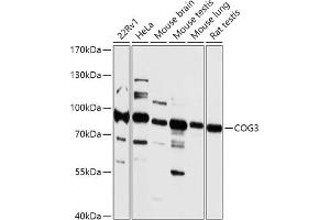 COG3 antibody  (AA 1-300)