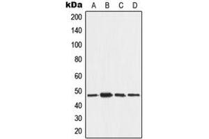 Image no. 1 for anti-Angio-Associated, Migratory Cell Protein (AAMP) (C-Term) antibody (ABIN2704433)