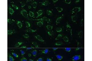 Immunofluorescence analysis of U-2 OS cells using AKR1C2 Polyclonal Antibody at dilution of 1:100 (40x lens).