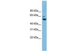 Image no. 1 for anti-Zinc Finger Protein 563 (ZNF563) (AA 35-84) antibody (ABIN6744897)