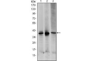 Image no. 4 for anti-Mitogen-Activated Protein Kinase Kinase 6 (MAP2K6) antibody (ABIN969269)