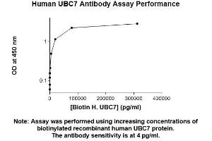 Image no. 1 for anti-Ubiquitin-Conjugating Enzyme E2G 2 (UBE2G2) (AA 1-154) antibody (ABIN5567317)