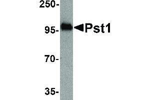 Image no. 1 for anti-ST8 alpha-N-Acetyl-Neuraminide alpha-2,8-Sialyltransferase 4 (ST8SIA4) (N-Term) antibody (ABIN6657469)