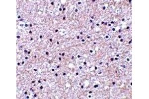 Image no. 2 for anti-Immediate Early Response 3 (IER3) (Middle Region) antibody (ABIN1030950)