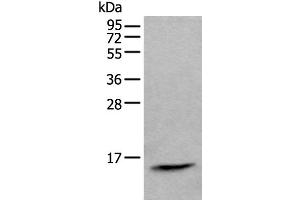 Western blot analysis of Human lymph gland tissue lysate using CCL21 Polyclonal Antibody at dilution of 1:600