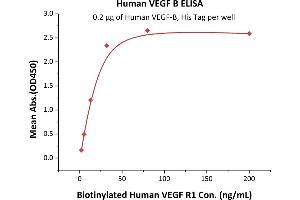 Immobilized Human VEGF-B, His Tag (ABIN2181909,ABIN3071762) at 2 μg/mL (100 μL/well) can bind Biotinylated Human VEGF R1 with a linear range of 2-32 ng/mL (QC tested).