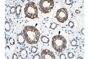 Image no. 2 for anti-Tripartite Motif Containing 13 (TRIM13) (Middle Region) antibody (ABIN927474)