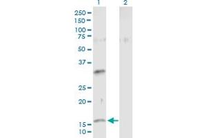 Western Blot analysis of NMU expression in transfected 293T cell line by NMU MaxPab polyclonal antibody.