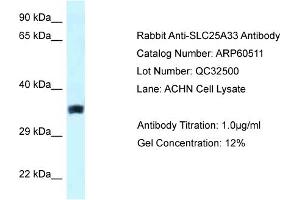 Image no. 1 for anti-Solute Carrier Family 25, Member 33 (SLC25A33) (Middle Region) antibody (ABIN2788474)