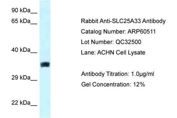 anti-Solute Carrier Family 25, Member 33 (SLC25A33) (Middle Region) antibody