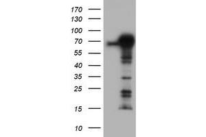 Image no. 1 for anti-Tripartite Motif Containing 9 (TRIM9) (AA 284-669) antibody (ABIN1491325)
