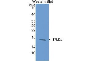 Image no. 1 for anti-Microseminoprotein, beta (MSMB) (AA 19-114) antibody (ABIN1175773)