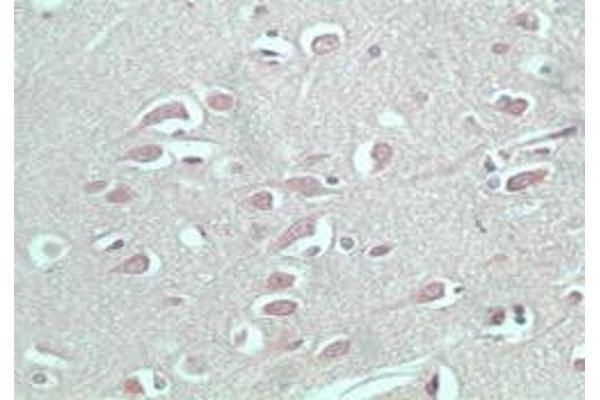 S1PR5 antibody  (AA 1-50)
