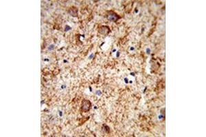 Image no. 1 for anti-Nociceptin (PNOC) (AA 131-161), (Middle Region) antibody (ABIN953727)