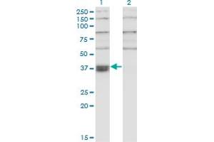 Image no. 5 for anti-THO Complex 6 Homolog (THOC6) (AA 71-180) antibody (ABIN566350)