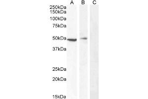 Image no. 3 for anti-TBC1 Domain Family, Member 10C (TBC1D10C) (Internal Region) antibody (ABIN190840)