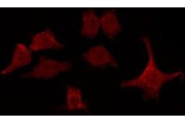 anti-G Protein Regulated Inducer of Neurite Outgrowth 1 (GPRIN1) (Internal Region) antibody