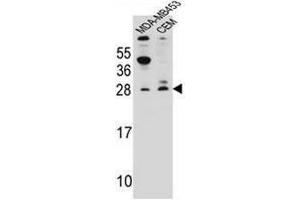 Image no. 1 for anti-Interferon, alpha-Inducible Protein 6 (IFI6) (AA 4-34), (N-Term) antibody (ABIN952822)