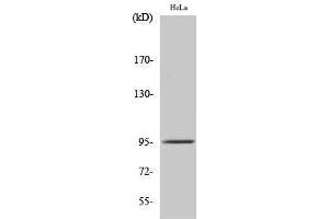 Image no. 1 for anti-FER Tyrosine Kinase (FER) (Ser376) antibody (ABIN3180618)