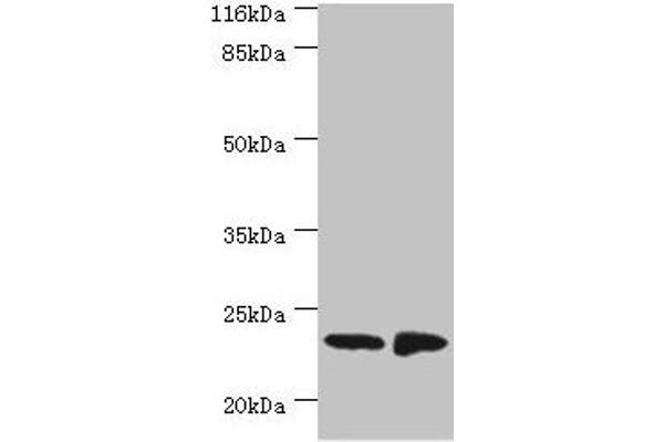 SAMD9 antibody  (AA 1-194)