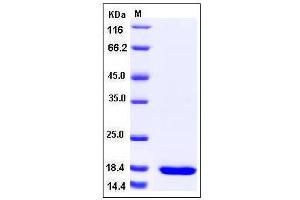 Image no. 1 for SET Domain Containing (Lysine Methyltransferase) 8 (SETD8) (AA 195-352) protein (ABIN2004726)