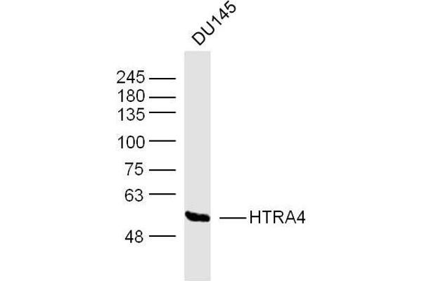 HTRA4 antibody  (AA 251-350)