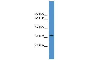 Image no. 1 for anti-Proteasome (Prosome, Macropain) Inhibitor Subunit 1 (PI31) (PSMF1) (Middle Region) antibody (ABIN929149)