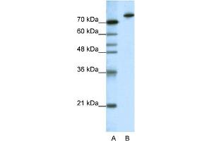 Image no. 1 for anti-Kelch-Like 3 (KLHL3) (N-Term) antibody (ABIN2781023)