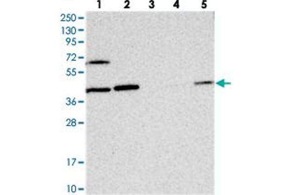 anti-COP9 Signalosome Subunit 4 (COPS4) antibody
