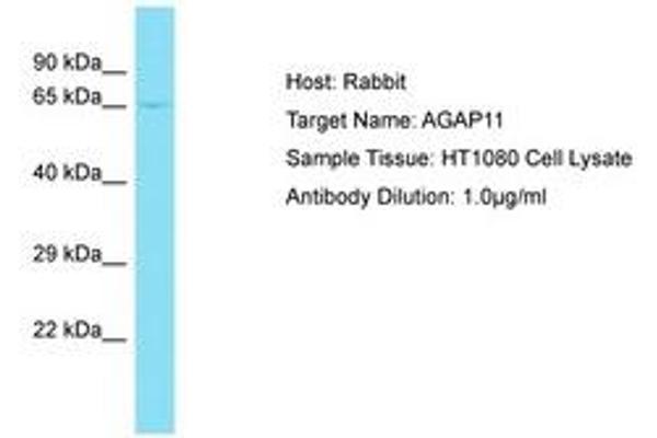 AGAP11 抗体  (AA 80-129)