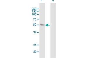 Western Blot analysis of HERPUD1 expression in transfected 293T cell line by HERPUD1 MaxPab polyclonal antibody.