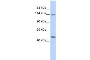 Image no. 1 for anti-Flightless I Homolog (FLII) antibody (ABIN630840)