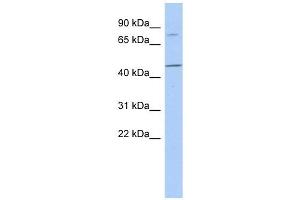 Image no. 1 for anti-F-Box Protein 39 (FBXO39) (N-Term) antibody (ABIN632003)