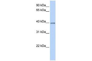 Image no. 1 for anti-Opticin (OPTC) (C-Term) antibody (ABIN2786017)